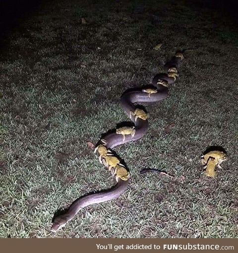 All aboard the snake train