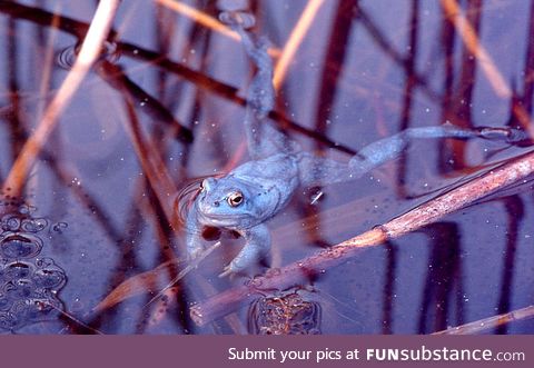Froggo Fren #55 - Moor Frog