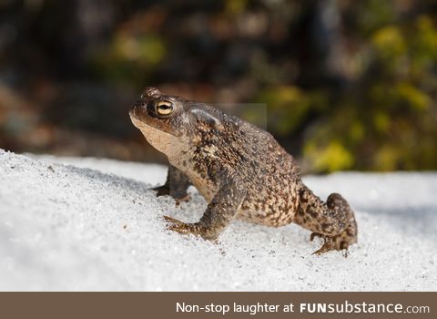 Froggo Fren #57 - Common Toad