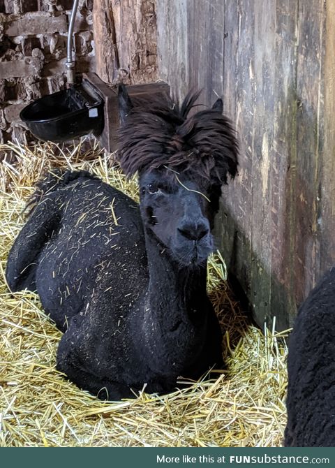 Casual llamma having a rrest