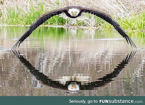 This once-in-a-lifetime shot of a Bald eagle (By @stevebiro on Instagram)