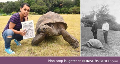 Meet Jonathon the tortoise. He's the oldest known animal in the world at present