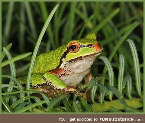 Froggo Fren #60 - Pacific Chorus Frog