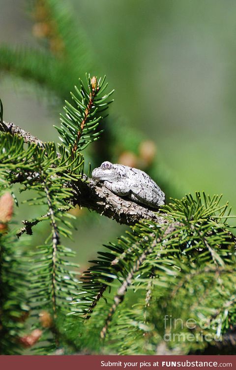 Froggo Fren #61 - Gray Treefrog