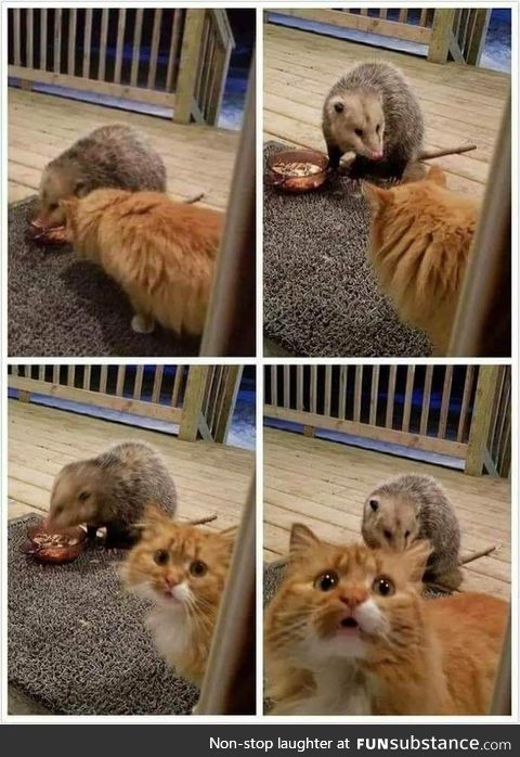 Make him stop! His eating my food! DO SOMETHING!!