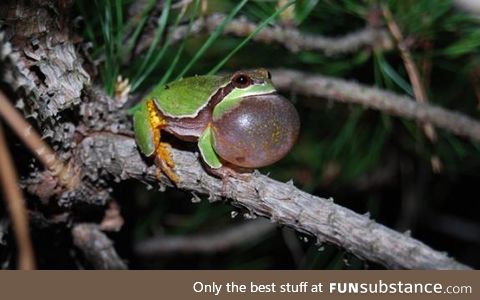 Froggo Fren #62 - Pine Barrens Tree Frog