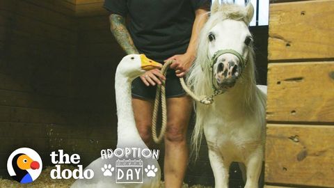 Rescued Goose and Mini-Horse are inseparable and get a new big brother (FeelGoodSubstance)