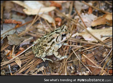Froggo Fren #67 - Oak Toad