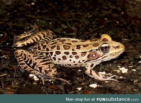Froggo Fren #68 - Southern Leopard Frog