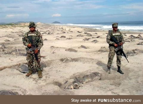Mexican marines set to prevent the poaching of turtle eggs