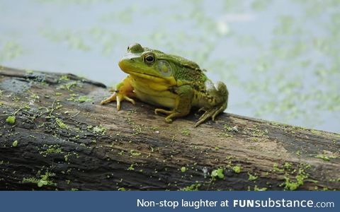 Froggo Fren #70 - Green Frog