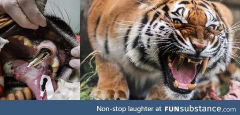 After an accident this tiger had his tooth replaced for a gold one
