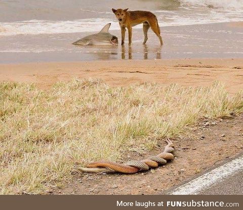 Dingo eating a shark while two snakes having sex. Welcome to Austria