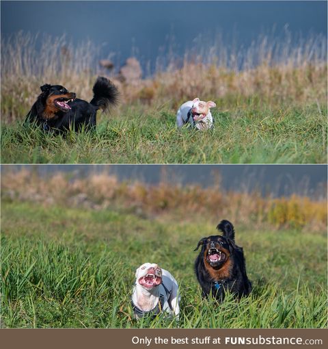 Extreme zoomies at the dog park