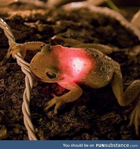 Froggo Fren #76 - The Light Before Christmas