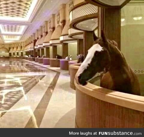 Horses in the UAE have better life than you