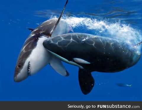 Did you know orcas hunt great white sharks. They will hunt a shark, surgically tear it
