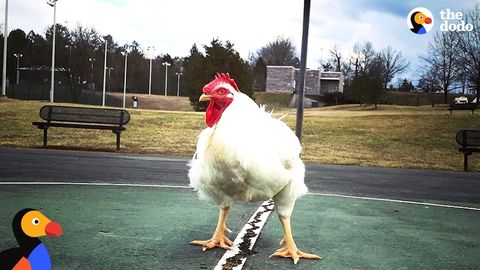Boo the Rooster (FeelGoodSubstance)