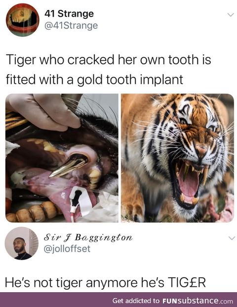 Wholesome tiger