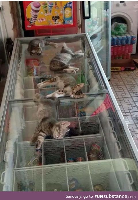 The street is very hot, so the saleswoman allows kittens to go to the store and sleep on