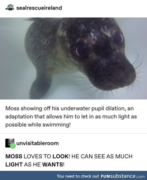 Puppy eyes