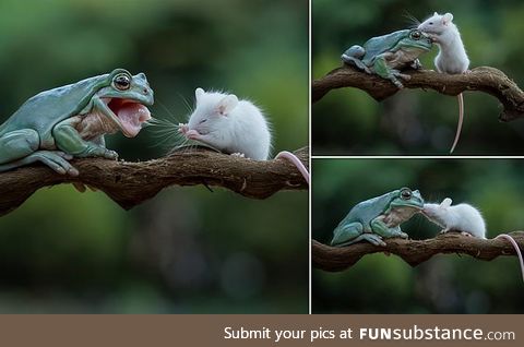 Froggo Fun #11 - Froggo Spare Smol Floof
