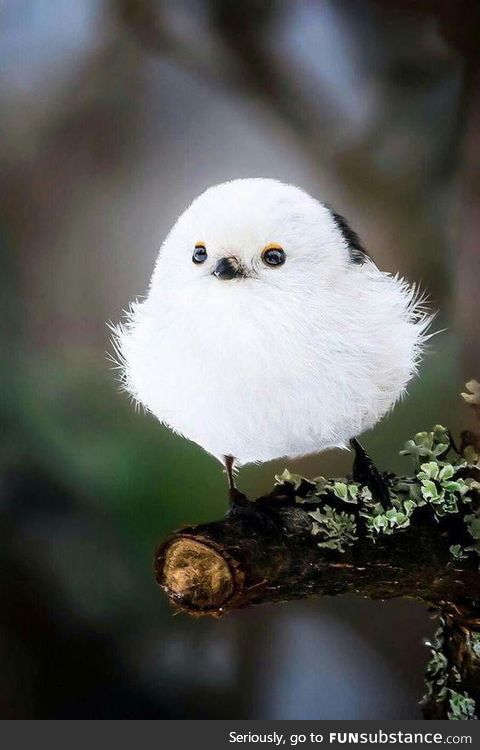 Cutest bird ever....The Japanese Long-Tailed Tit &lt;3