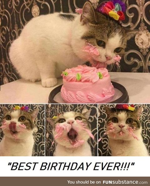 Happy birthday kitty!