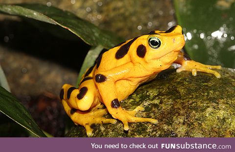 Froggo Fren #83 - Panamanian Golden Frog