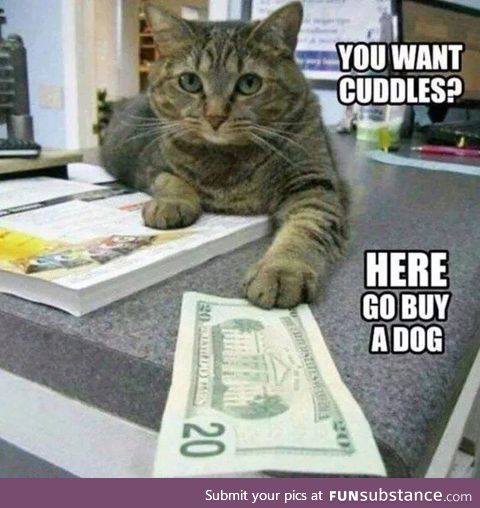 This is literally my cat