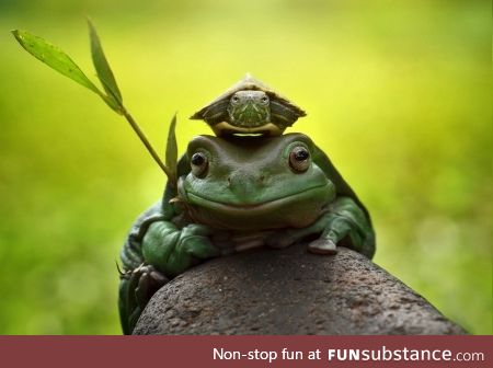 Froggo Fun #20 - "If ye wish to scroll further, ye must answer me these questions three"