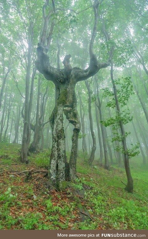 The Spirit of the Forest - this beautiful tree is found in Bulgaria