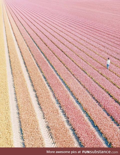 Tulip field in the Netherlands seem nice