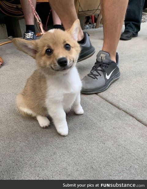 My corgi smiley pose