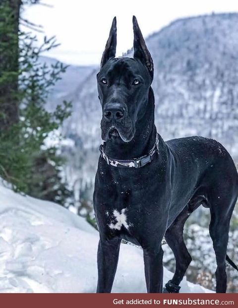 Majestic Great Dane