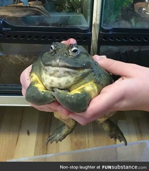 This toad looks like a final boss