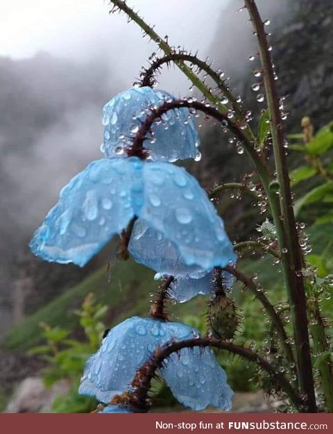 Himalayan blue poppies.