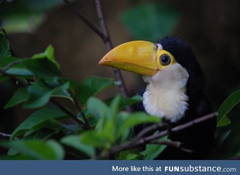 First time I see a baby tucan