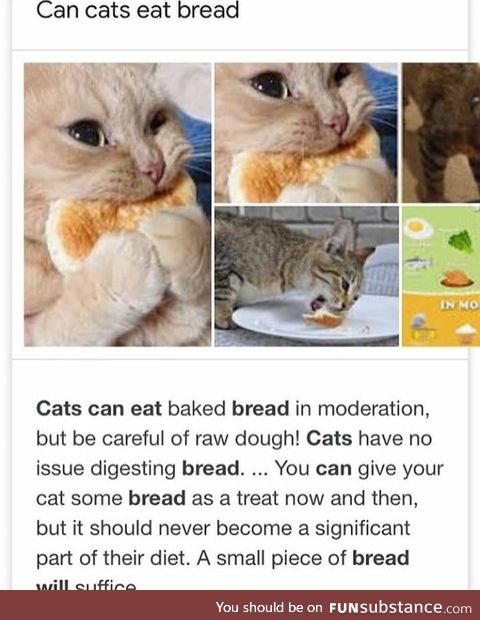 Cat's can eat a few pancakes