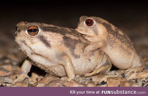 Froggo Fren #85 - Bushveld Rain Frog