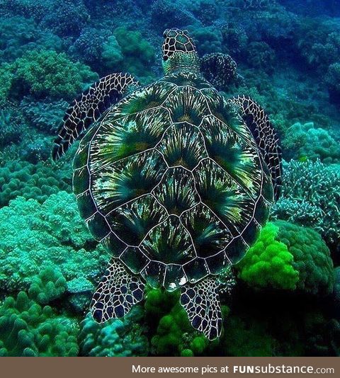 Nature is art