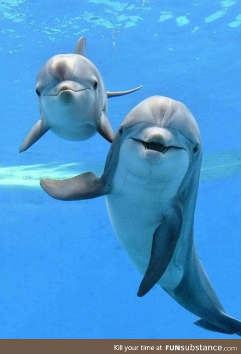 Hello humans