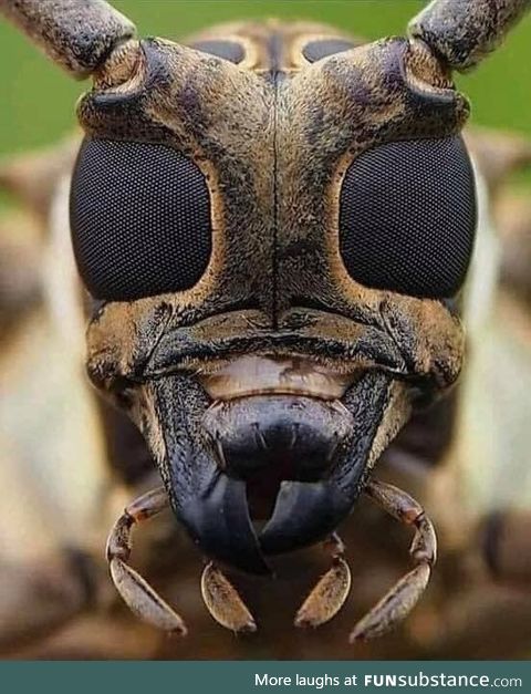 Photograph of the face of a bee taken with a high resolution camera 