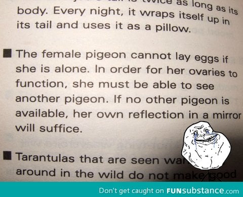 Forever alone pigeon