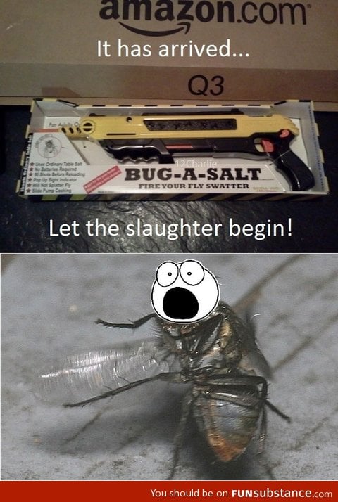 I hate flies