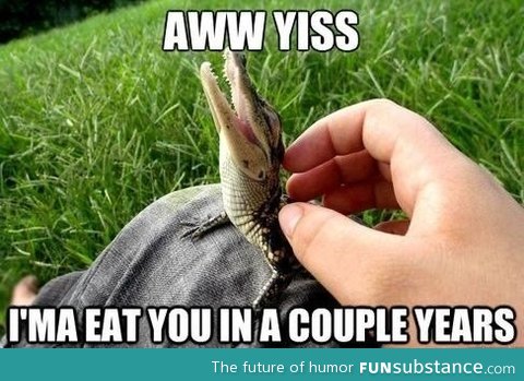 Baby croc