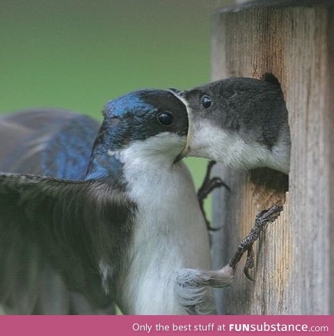 An accurate portrayal of 13 year olds making out