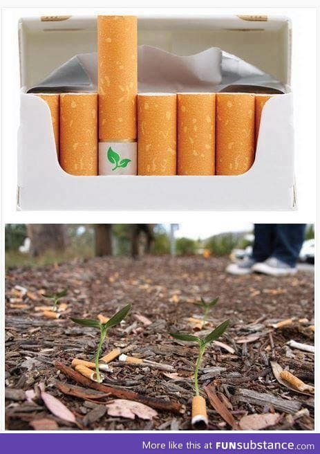Biodegradable cigarette filters with flower seeds
