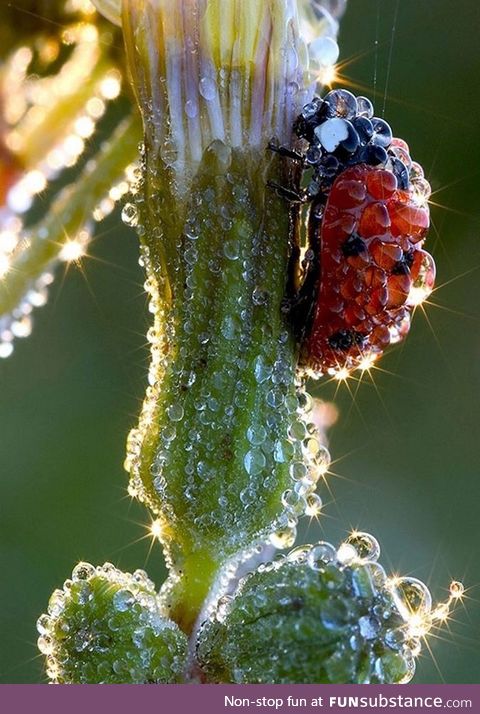 Una hermosa mariquita impregnada del rocío de la mañana 