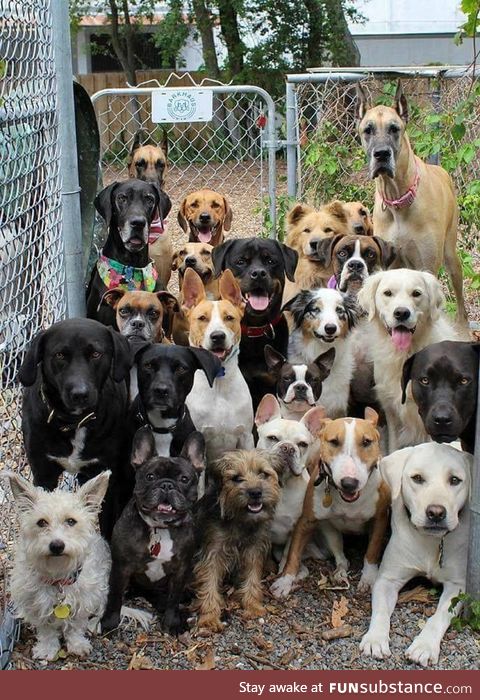 Possibly the best picture ever taken of a dog daycare.